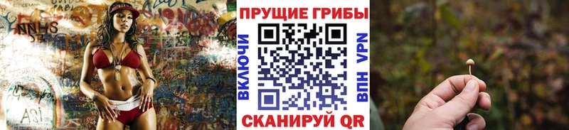 продажа наркотиков OMG как войти Псилоцибиновые грибы мицелий Приозерск
